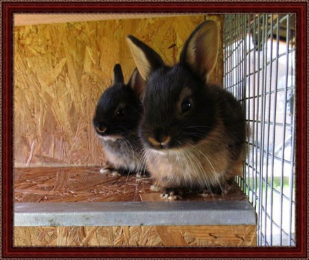 5 hetesek az angyalkák